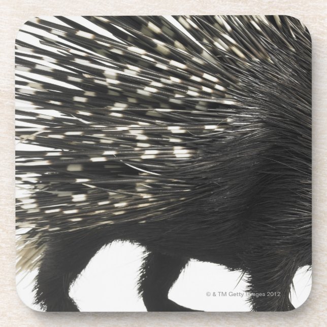 Porcupine quills beverage coaster (Front)