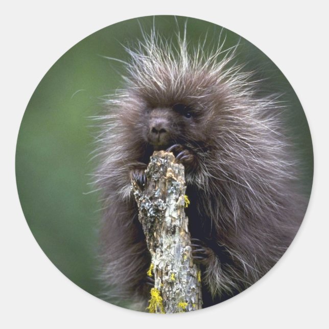 Porcupine-summer-youngster Classic Round Sticker (Front)