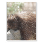 Porcupine Temporary Tattoos