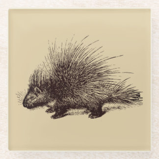 porcupine Vintage illustration Glass Coaster