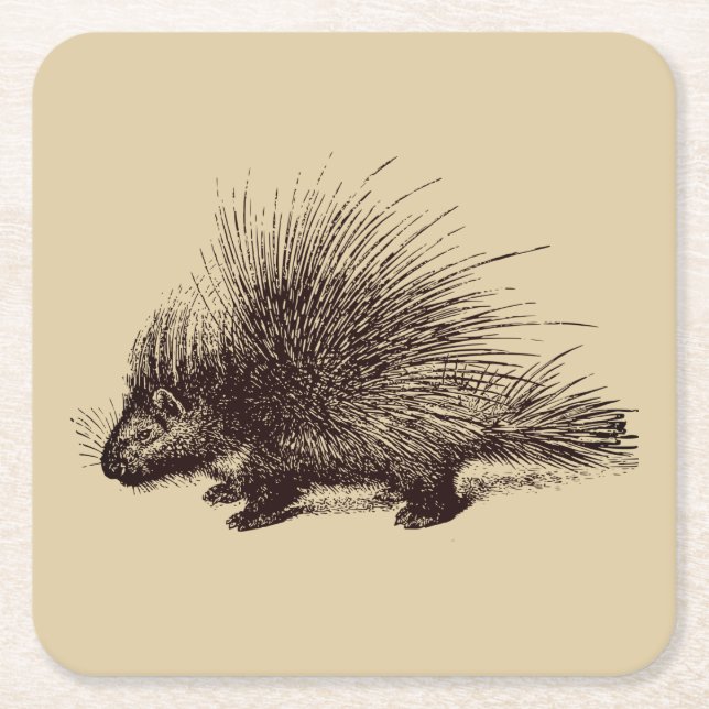 porcupine Vintage illustration Square Paper Coaster (Front)