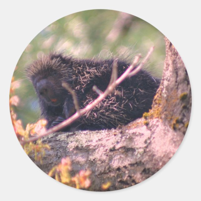 Porcupine Wildlife Animal  Classic Round Sticker (Front)