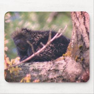 Porcupine Wildlife Animal Nature  Mouse Pad