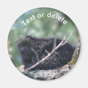 Porcupine Wildlife Animal Nature Personalized Magnet
