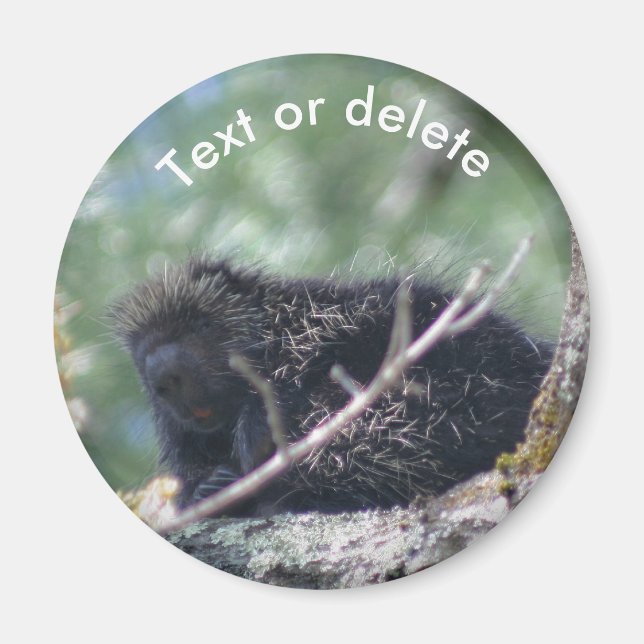 Porcupine Wildlife Animal Nature Personalized Magnet (Front)