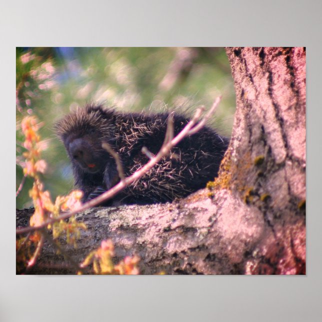 Porcupine Wildlife Animal Nature Poster (Front)