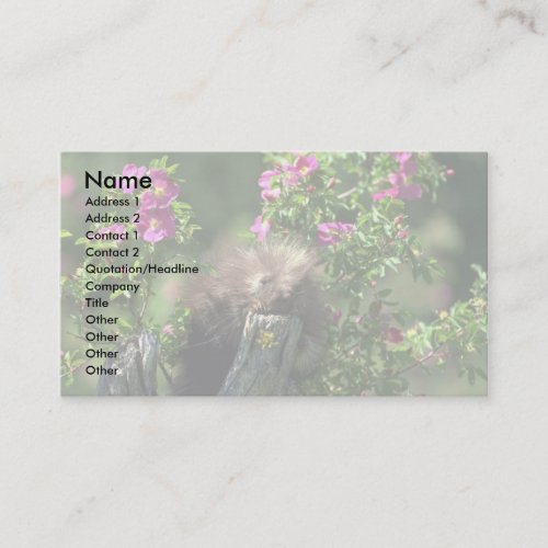 Porcupine-youngster in wild rose business card template