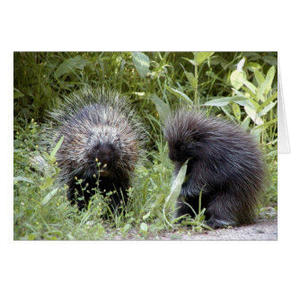 porcupines cards