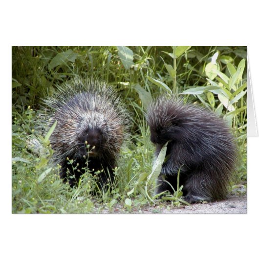 porcupines cards (Front Horizontal)