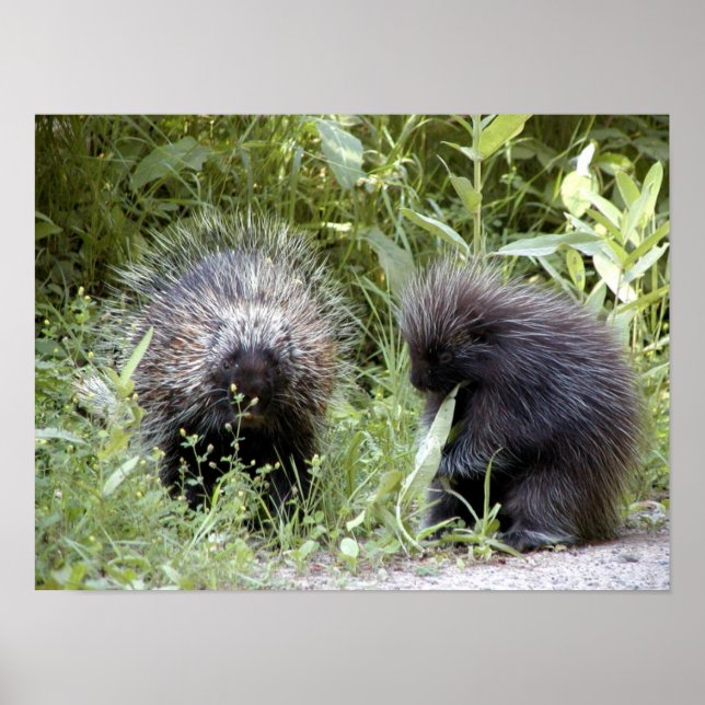 porcupines poster (Front)