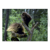 Porcupines-summer-mom with youngsters (Front Horizontal)