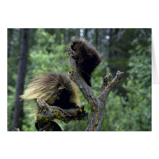 Porcupines-summer-mom with youngsters card
