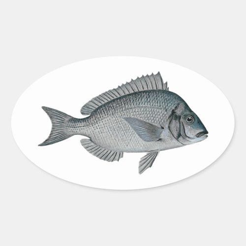 Porgy _ Scup Oval Sticker