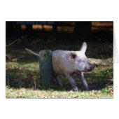 Pork scratching card (Front Horizontal)