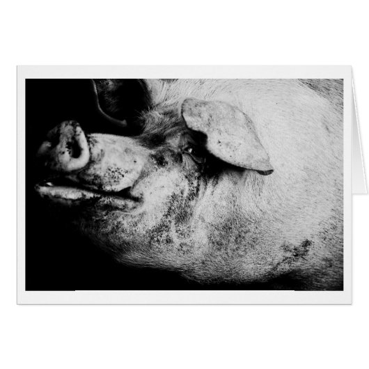 porker portrait (Front Horizontal)
