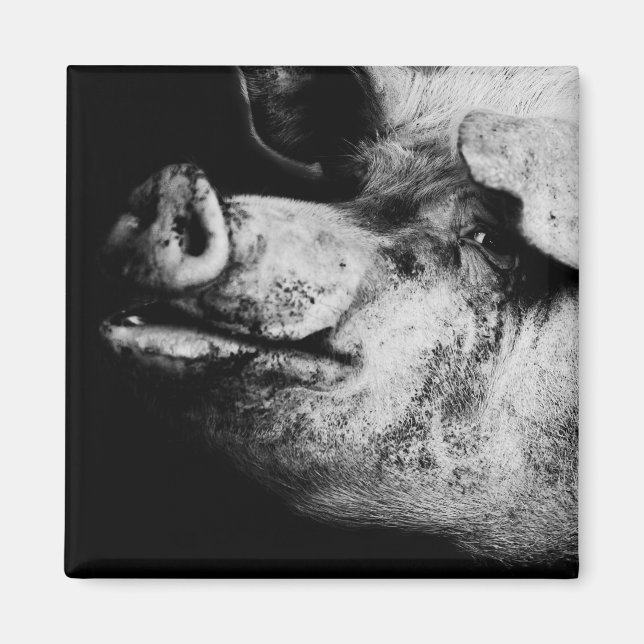porker portrait magnet (Front)