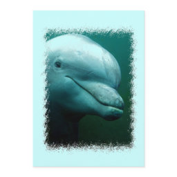 Porpoise Invitation