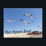 Port Aransas Beach Seagull Photography Pretty Postcard<br><div class="desc">Pretty seaside photograph of the seagulls flying over the shore of Port Aransas Beach in Texas. A great seashore photo postcard for a Texan who loves Mustang Island in the summer. Birds that fly over the ocean and sand are a party of every ocean vacation by the sea.</div>