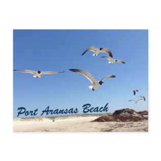 Port Aransas Beach Seagull Photography Pretty Postcard