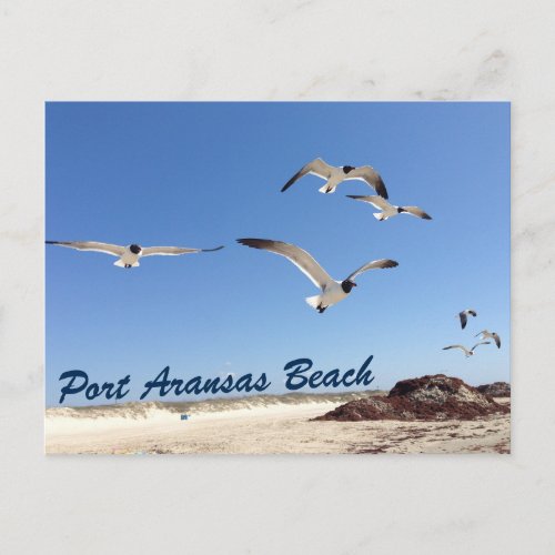Port Aransas Beach Seagull Photography Pretty Postcard