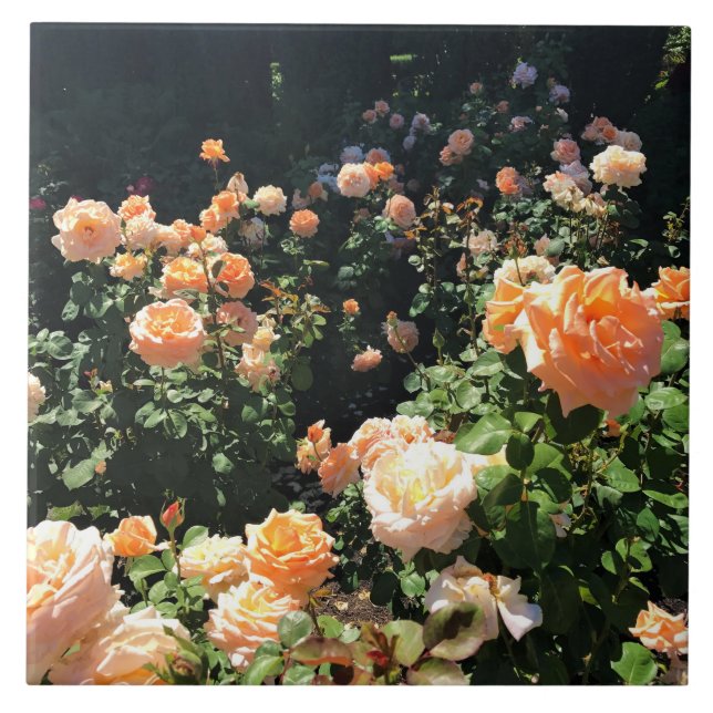 Portland Rose Garden, OR Ceramic Tile (Front)