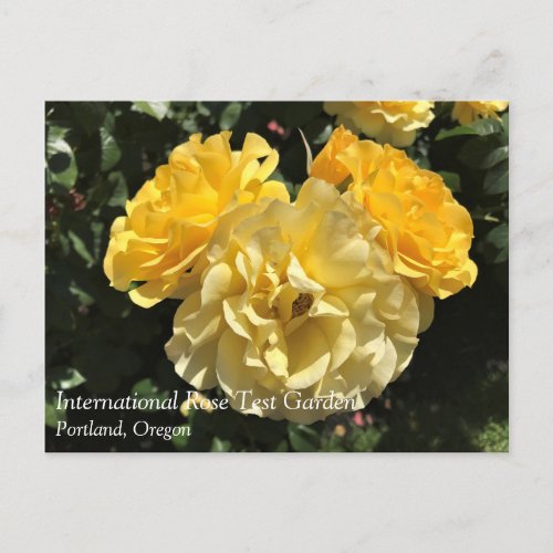 Portland Rose Garden OR Postcard