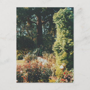 Portland Rose Garden Postcard