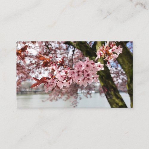 Portlands Pink Embrace Cherry Blossom Serenity Business Card