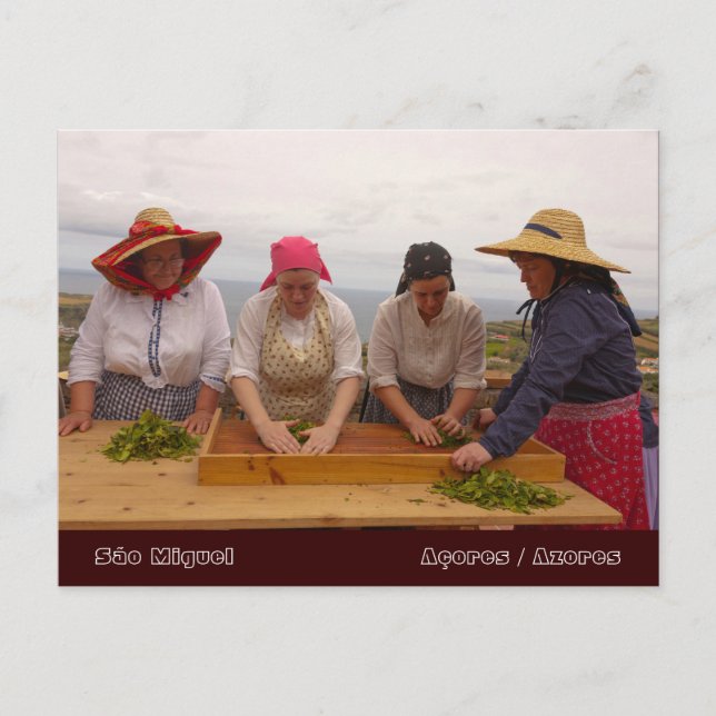 Porto Formoso tea gardens Postcard (Front)