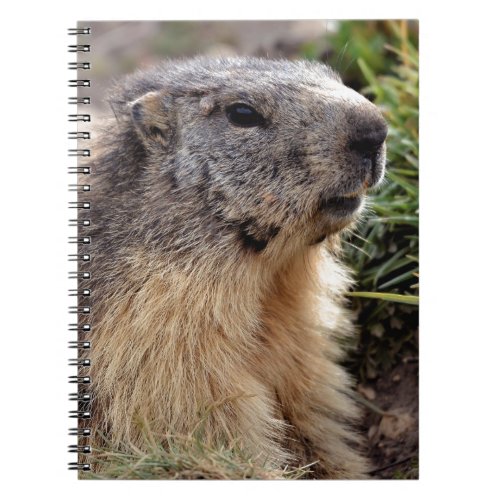 Portrait Alpine Marmot Notebook