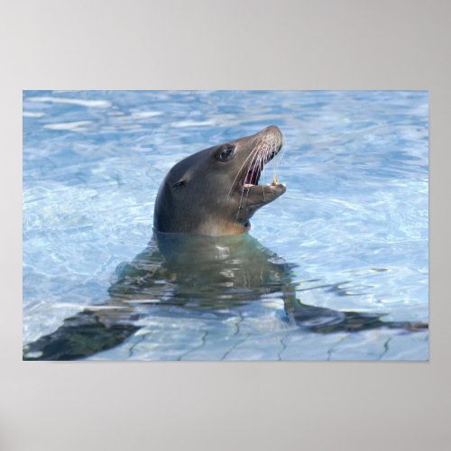 Portrait California Sea Lion Poster