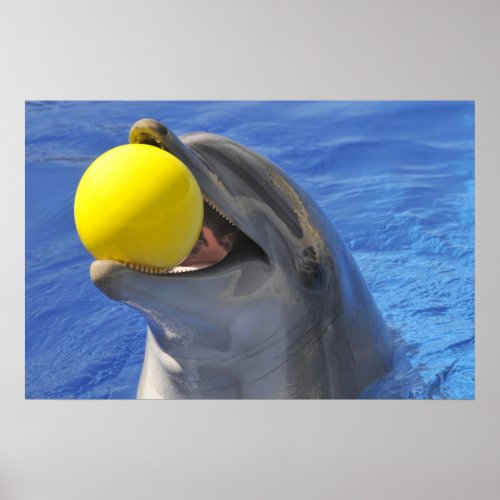 Portrait dolphin with a ball in the mouth poster