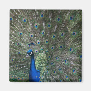 portrait, feathers, colorful, peacock, outdoors, magnet