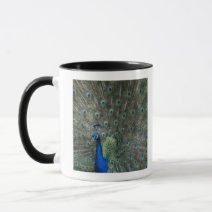 portrait, feathers, colorful, peacock, outdoors, mug