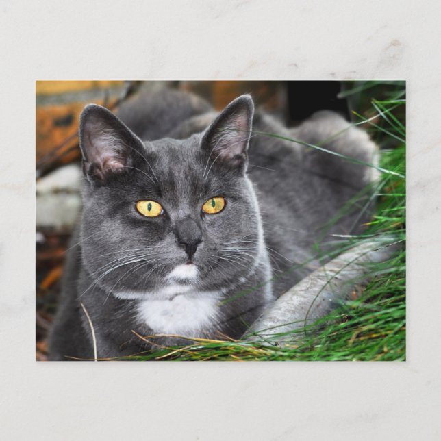 Portrait grey cat postcard (Front)