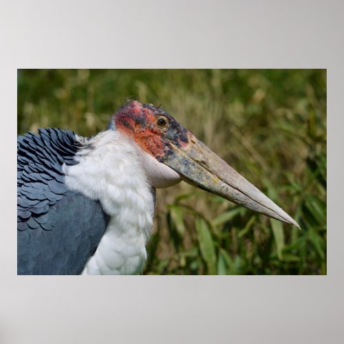 Portrait marabou stork poster
