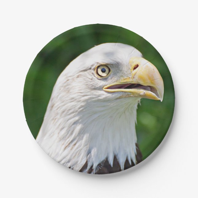 Portrait of a Bald Eagle Paper Plates (Front)