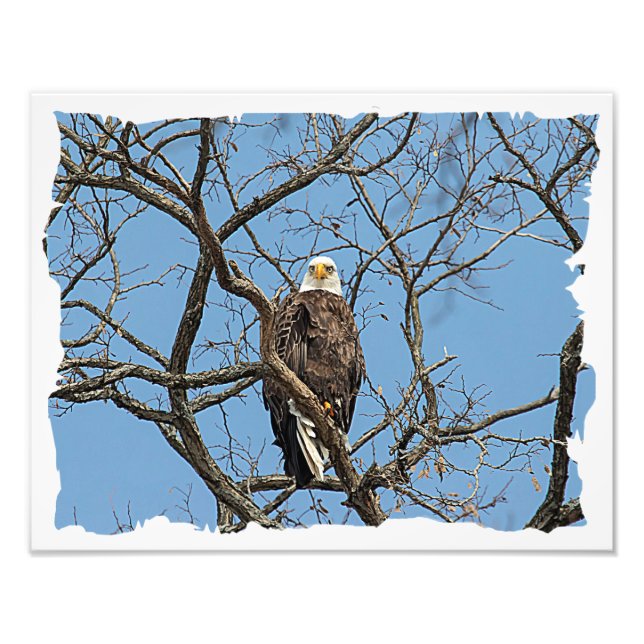 Portrait of a Bald Eagle Photo Print (Front)