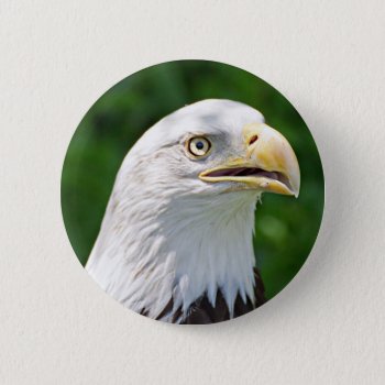 Portrait Of A Bald Eagle Pinback Button by debscreative at Zazzle