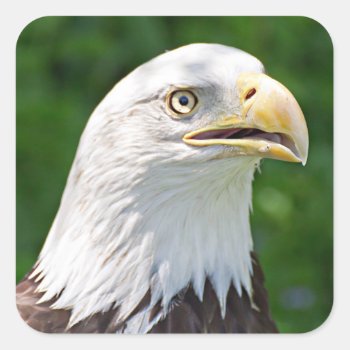 Portrait Of A Bald Eagle Square Sticker by debscreative at Zazzle