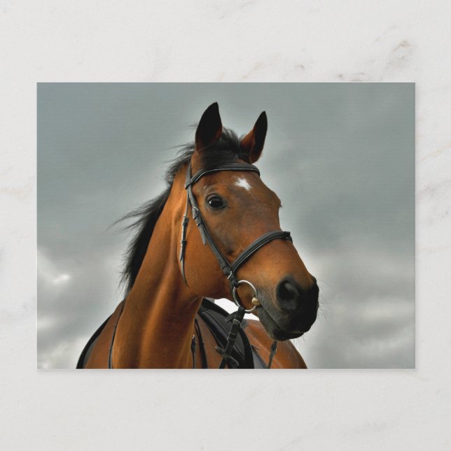 Portrait of a bay thoroughbred postcard (Front)