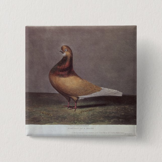 Portrait of a Beard Pigeon Button (Front)