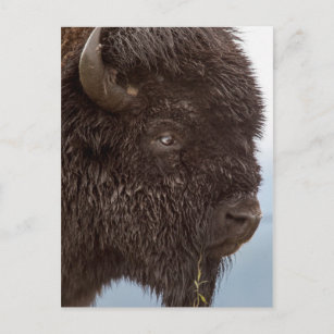 Portrait Of A Bison Bull In The Rain 2 Postcard