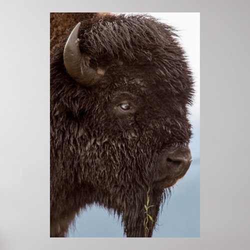 Portrait Of A Bison Bull In The Rain 2 Poster
