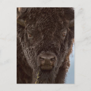 Portrait Of A Bison Bull In The Rain Postcard