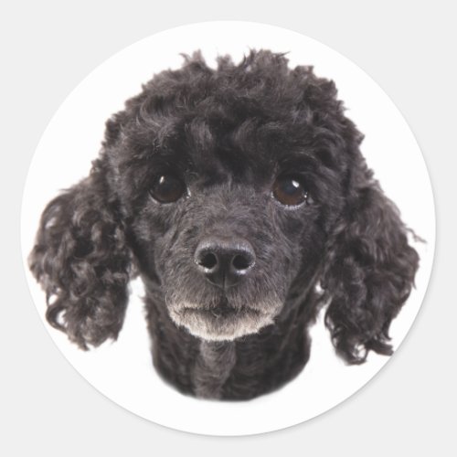 Portrait of a black poodle classic round sticker