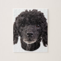 Portrait of a black poodle