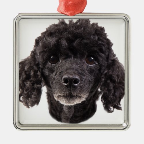 Portrait of a black poodle metal ornament