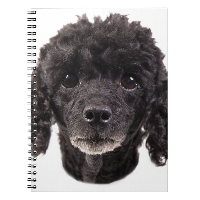 Portrait of a black poodle notebook (Front)
