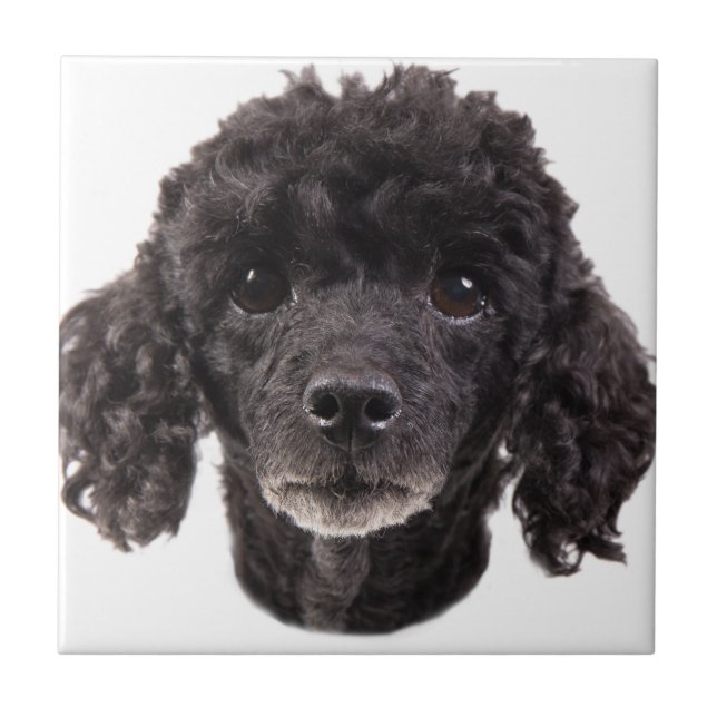 Portrait of a black poodle tile (Front)